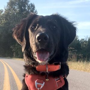 Meet your Posher, Noelle